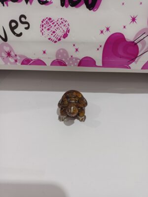 Tortuga Ojo de Tigre